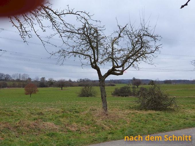 nabe baumschnitt 2023 nachher b