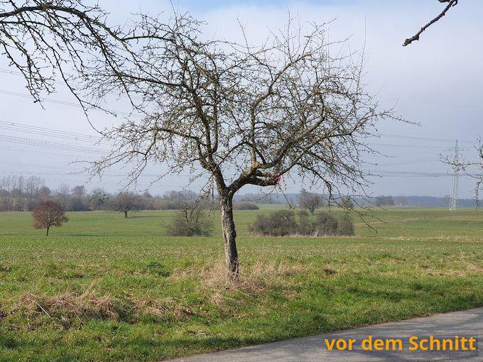 nabe baumschnitt 2023 vorher b