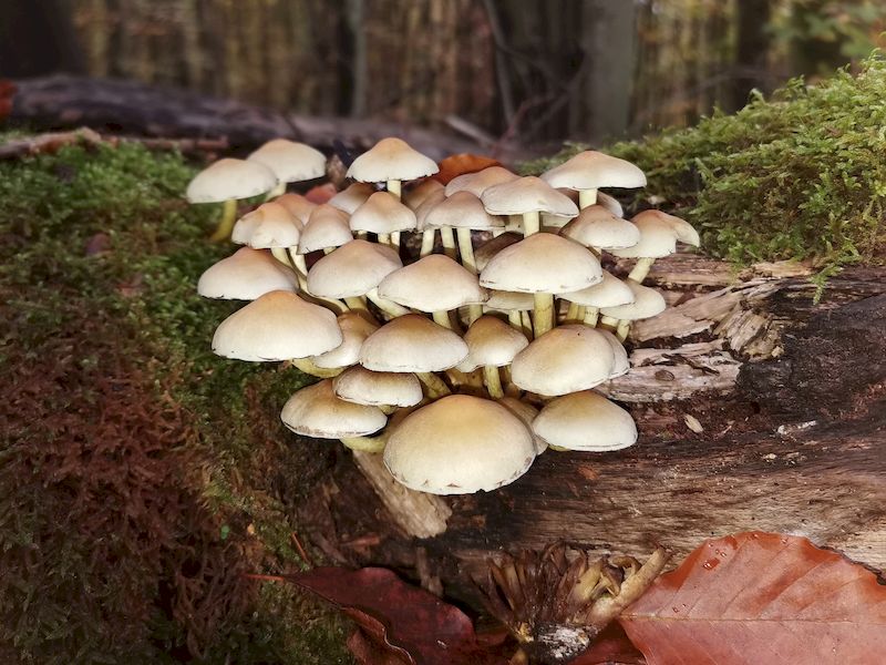 Pilzwanderung mit Ewald