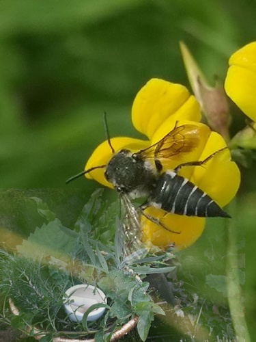 nbv Kräuter & Bienen 06/2024