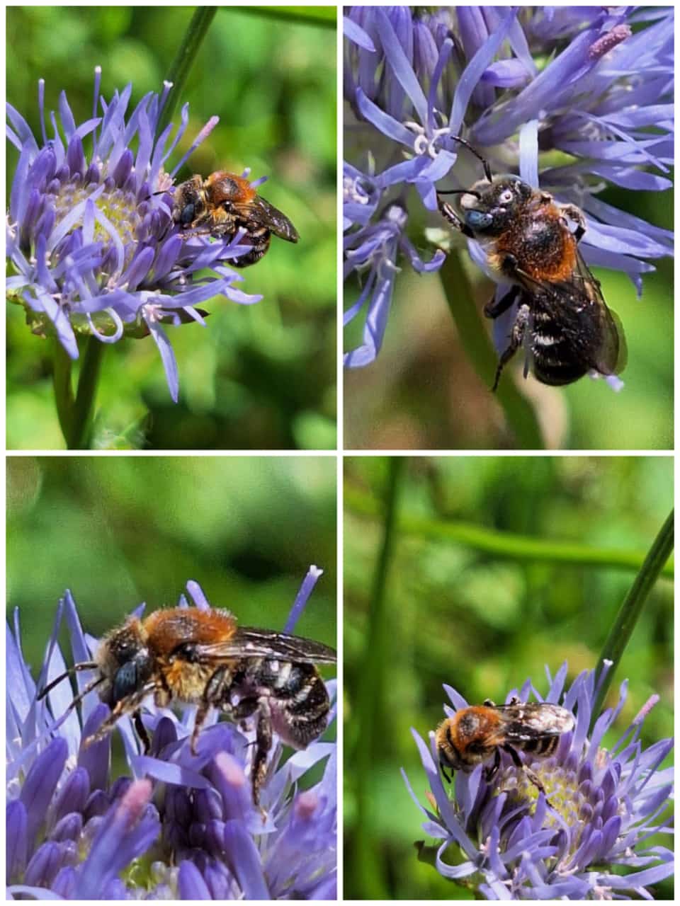 osmia mitis 20240609