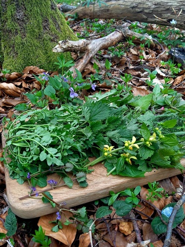 Sommerkräuterwanderung 07/24