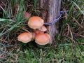 Pilzwanderung mit Ewald Fischer