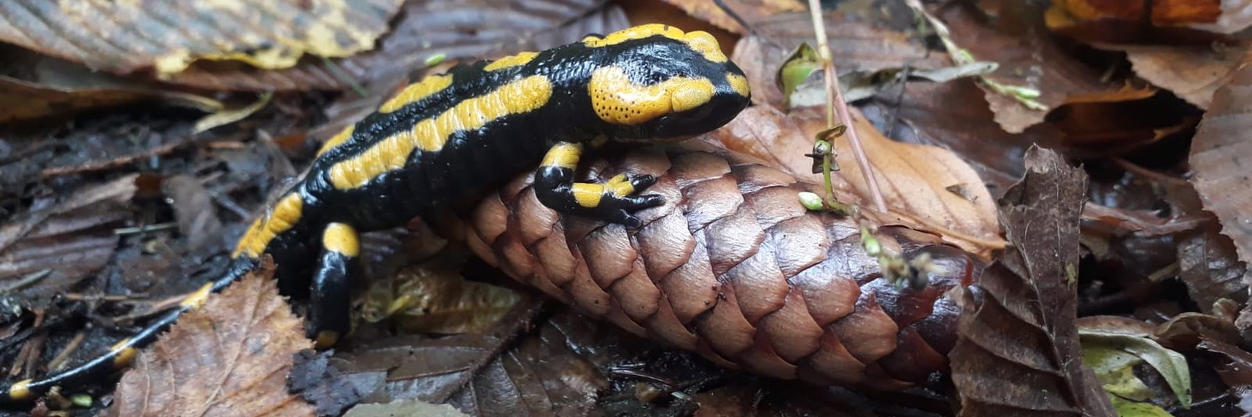 Natur bewahren Salamander