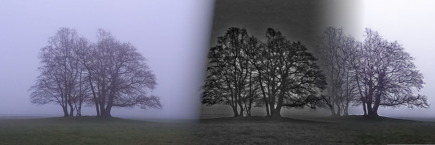 Natur bewahren e.V. Frühlingsblumen